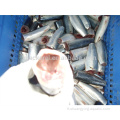Poisson maquereau de fruits de mer de haute qualité gelée HGT